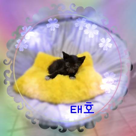 보호중 믹스묘의 가…